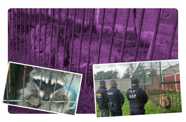 Durante el cateo a un inmueble ubicado en Zinacantepec, fueron decomisados cinco mapaches, un león y dos perros