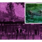 En el marco de su 101 aniversario el Zoológico de Chapultepec presenta cinco pingüinos de Humboldt que llegaron de Japón