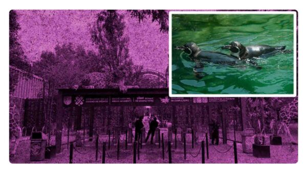 En el marco de su 101 aniversario el Zoológico de Chapultepec presenta cinco pingüinos de Humboldt que llegaron de Japón