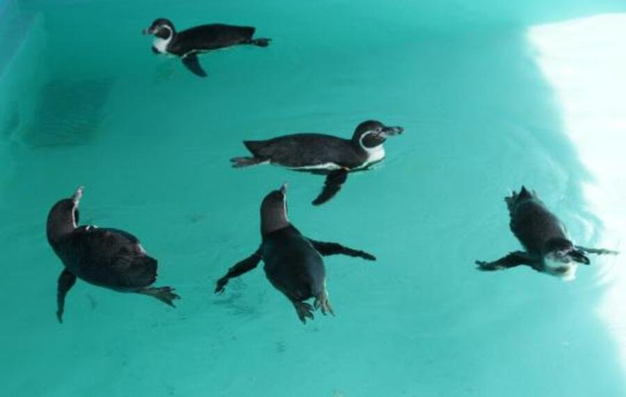 Los cinco pingüinos de Humboldt que llegaron al Zoológico de Chapultepec viajaron desde Japón