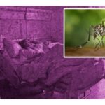 aumentan casos de dengue en mexico