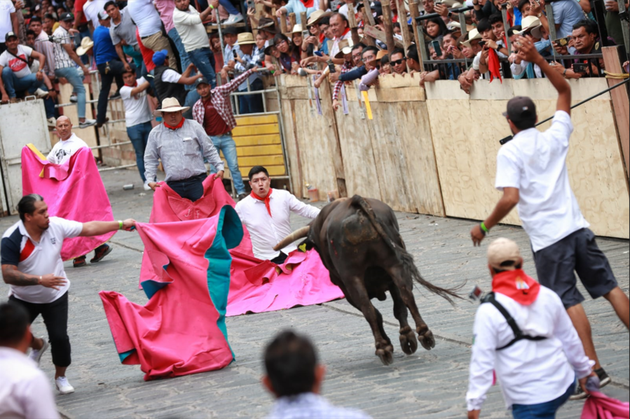 Tres personas resultaron heridas durante la capea de toros en Veracruz; una persona sufrió crisis nerviosa