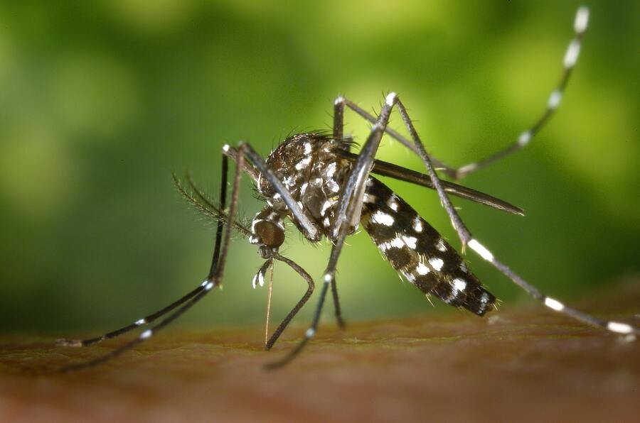 casos de dengue en mexico
