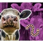 Activan alerta sanitaria: Ganado sufre con la llegada de un gusano barrenador