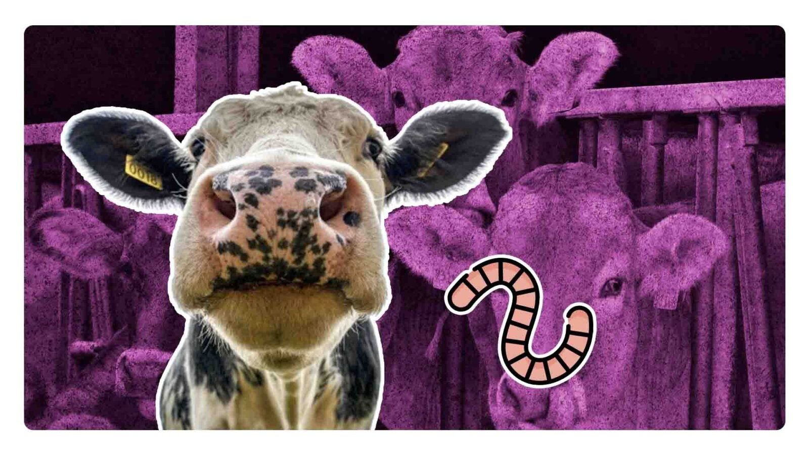 Activan alerta sanitaria: Ganado sufre con la llegada de un gusano barrenador