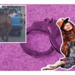 Detienen al agresor de "Hope", la mula que rescató Elena Larrea en Puebla