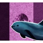 Órgano paralelo del T-MEC investigará a México por presunto declive de ejemplares de vaquita marina