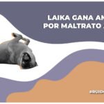 Laika se convierte en la primer perrita en México en ganar amparo por maltrato animal