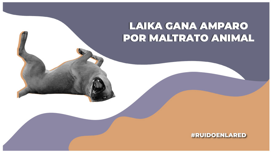 Laika se convierte en la primer perrita en México en ganar amparo por maltrato animal