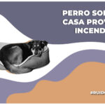 Un perrito causa incendio en su casa por morder batería de litio