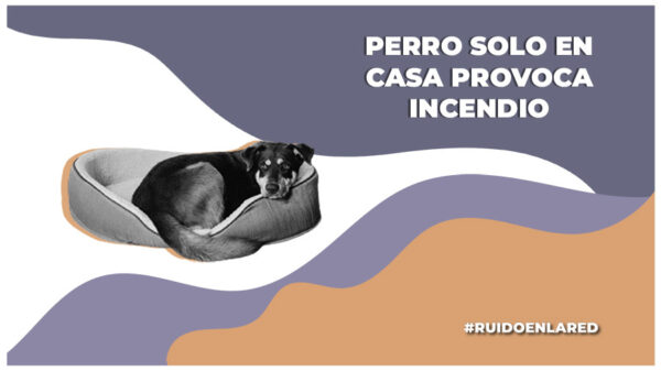 Un perrito causa incendio en su casa por morder batería de litio