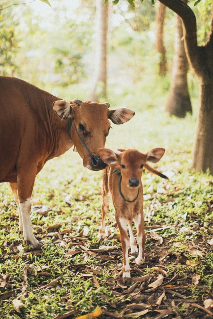 Familia Aguilar es señalada por maltrato animal