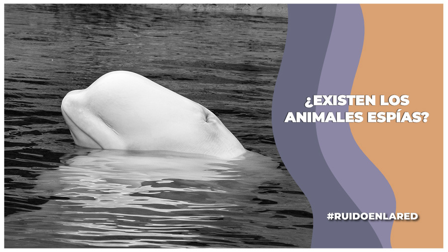 ¿Existen los animales espías?