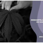 Guardia Nacional desmantela sembradío de marihuana