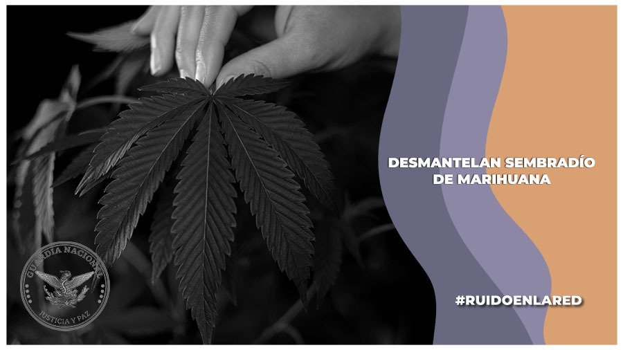 Guardia Nacional desmantela sembradío de marihuana