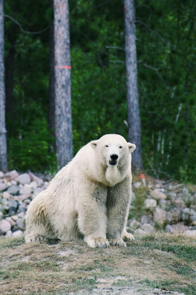 Policía asesina a oso polar por "asustar a una vecina"