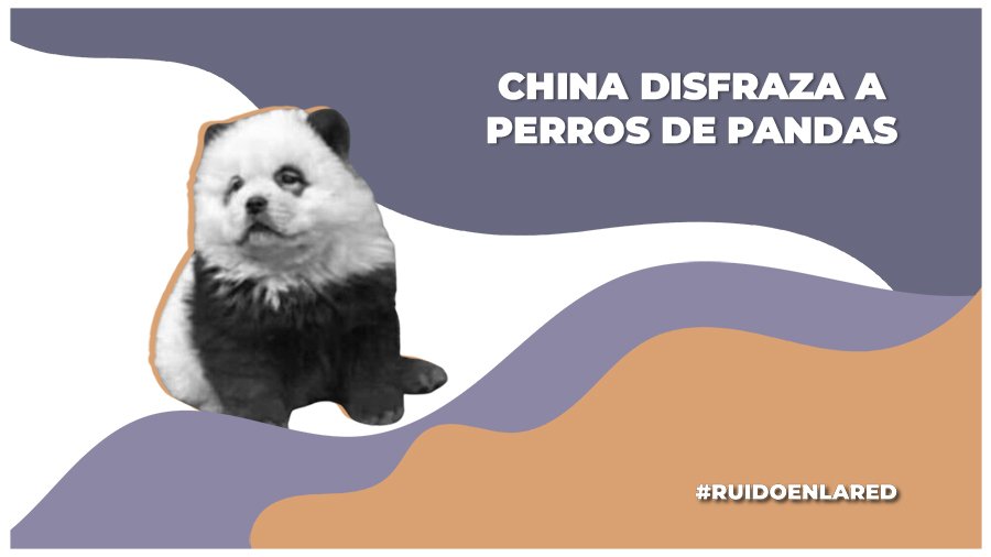 Zoologico de China muestra perros disfrazados de pandas