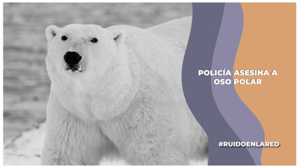 Policía asesina a oso polar por "asustar a una vecina"