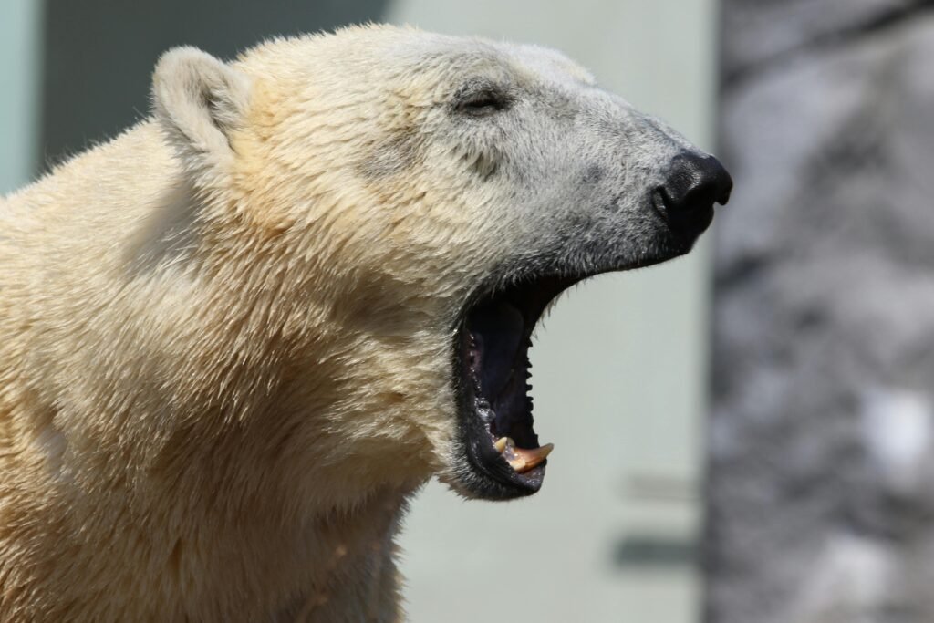 Policía asesina a oso polar por "asustar a una vecina"