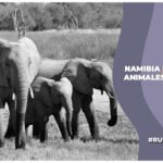 Sacrifican animales por sequía y hambruna