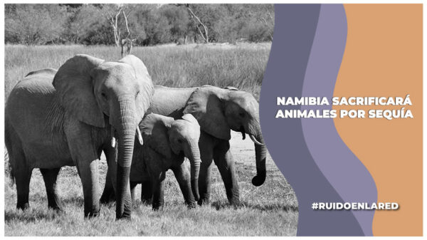 Sacrifican animales por sequía y hambruna