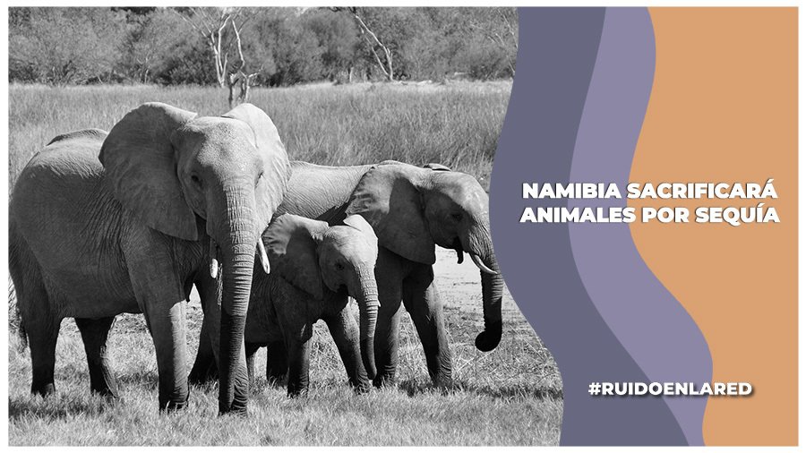 Sacrifican animales por sequía y hambruna