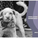 PVEM propone creación de cementerio para animales de compañía en la CDMX; presentan iniciativa en el Congreso capitalino