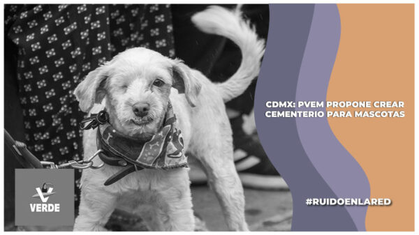 PVEM propone creación de cementerio para animales de compañía en la CDMX; presentan iniciativa en el Congreso capitalino