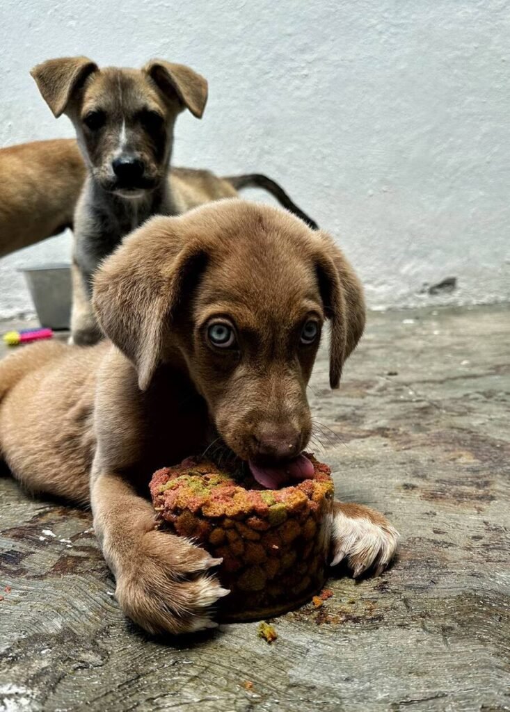 PVEM propone creación de cementerio para mascotas en la CDMX