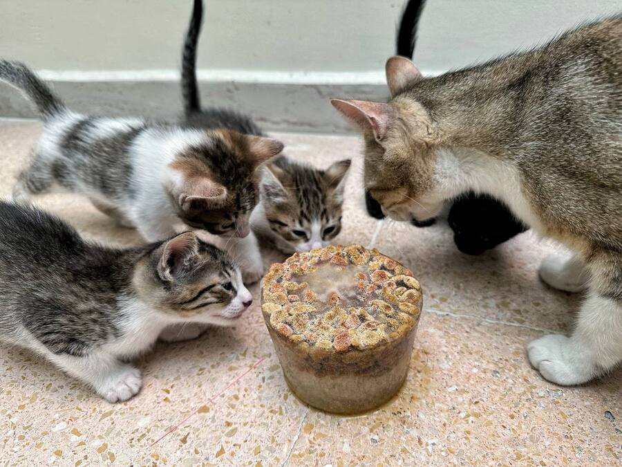 PVEM propone creación de cementerio para mascotas en la CDMX; presentan iniciativa en el Congreso capitalino