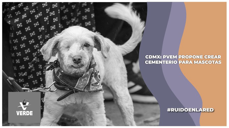 PVEM propone creación de cementerio para animales de compañía en la CDMX; presentan iniciativa en el Congreso capitalino