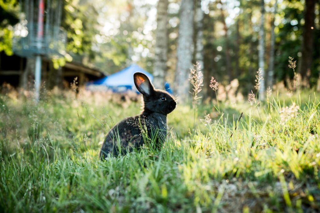 El racismo y especismo hacia los animales de color negro
