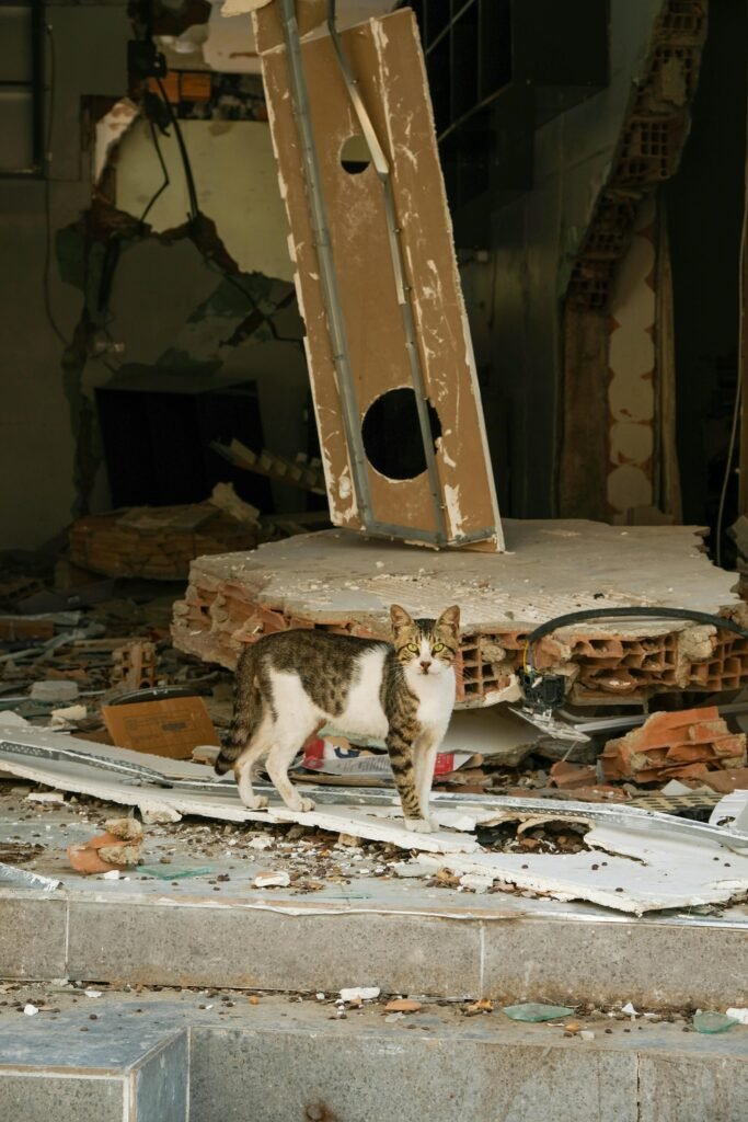 Personas voluntarias en gaza para rescatar a los animales bajo los escombros de los bombardeos