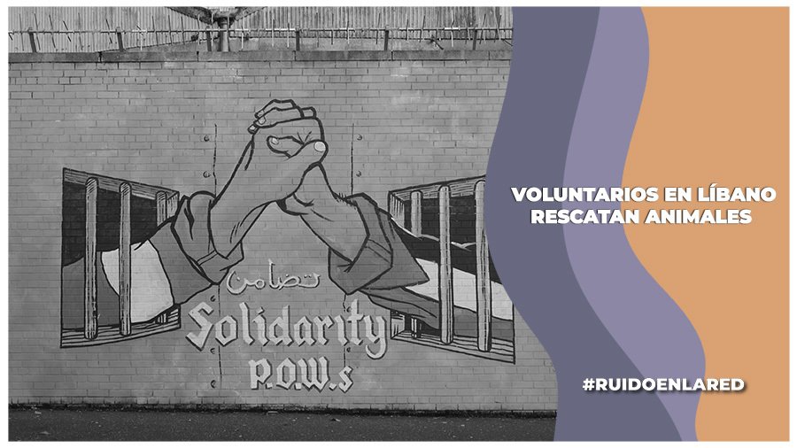 Personas voluntarias en Líbano para rescatar a los animales bajo los escombros de los bombardeos