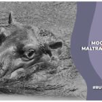 Moo Deng: ¿por qué cuenta como maltrato animal?