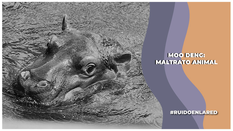 Moo Deng: ¿por qué cuenta como maltrato animal?