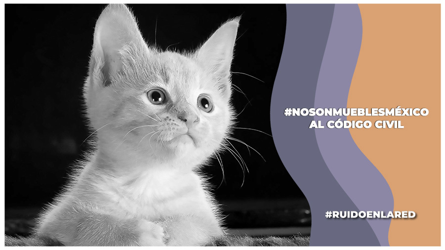 #NoSonMueblesMéxico iniciativa por los animales