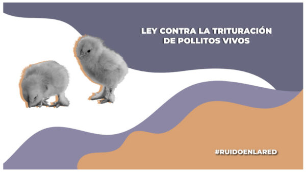 Ley Igualdad Animal: Prohíbe triturar pollitos