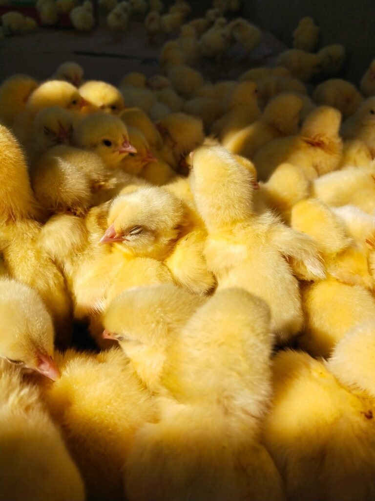 Ley Igualdad Animal: Prohíbe triturar pollitos