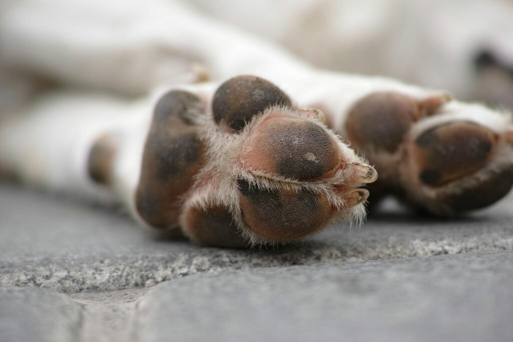 Caso de maltrato animal en Tlaquepaque: Queda en libertad agresora animal