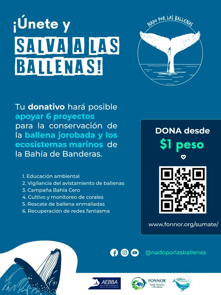 Nado por las Ballenas: Entrevista con Stephanie Montero