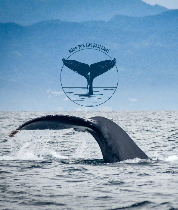 Nado por las Ballenas: Entrevista con Stephanie Montero