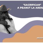 por que mataron a peanut la ardilla