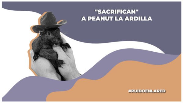 por que mataron a peanut la ardilla