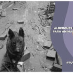 Albergues provisionales para animales afectados en Valencia por la DANA