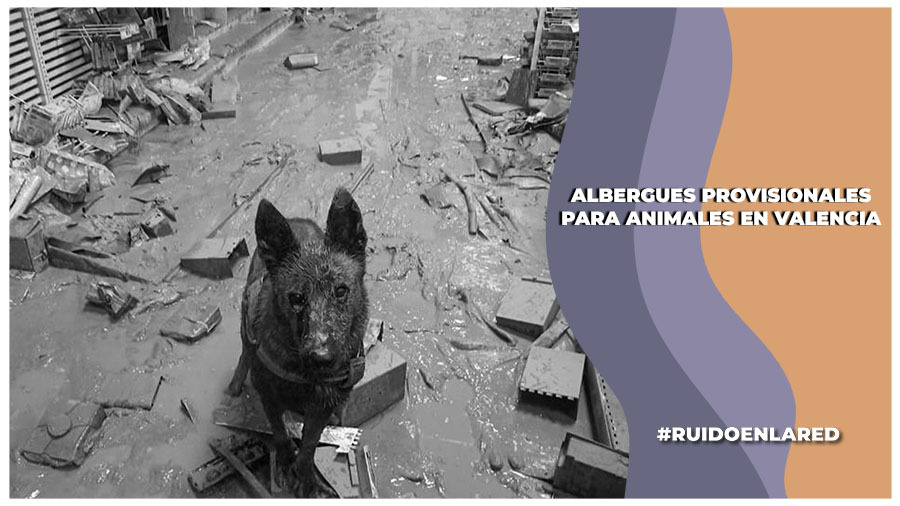 Albergues provisionales para animales afectados en Valencia por la DANA