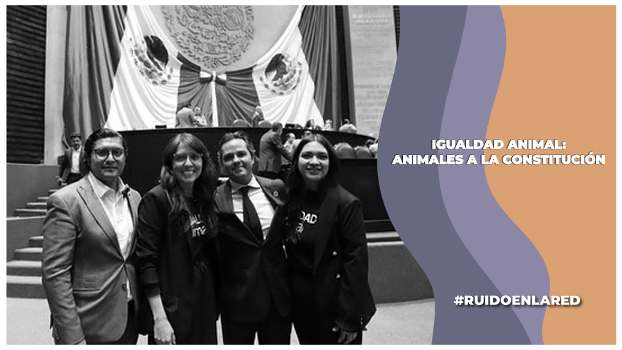 La iniciativa "Animales a la Constitución" impulsada por La Asociación Civil "Igualdad Animal" se aprueba en la Cámara de Diputados