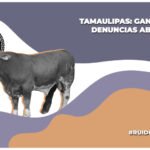 Ganaderos y transportistas denuncian abusos de la Guardia Nacional en Tamaulipas