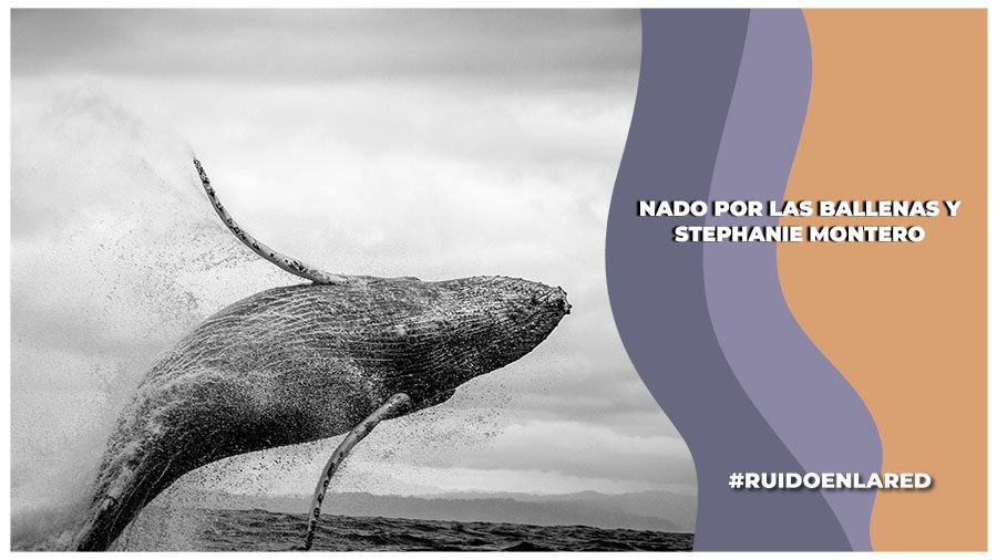 Nado por las Ballenas: Entrevista con Stephanie Montero