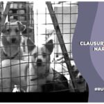 Operativo en la colonia Narvarte por presunto maltrato animal en albergue causa controversia